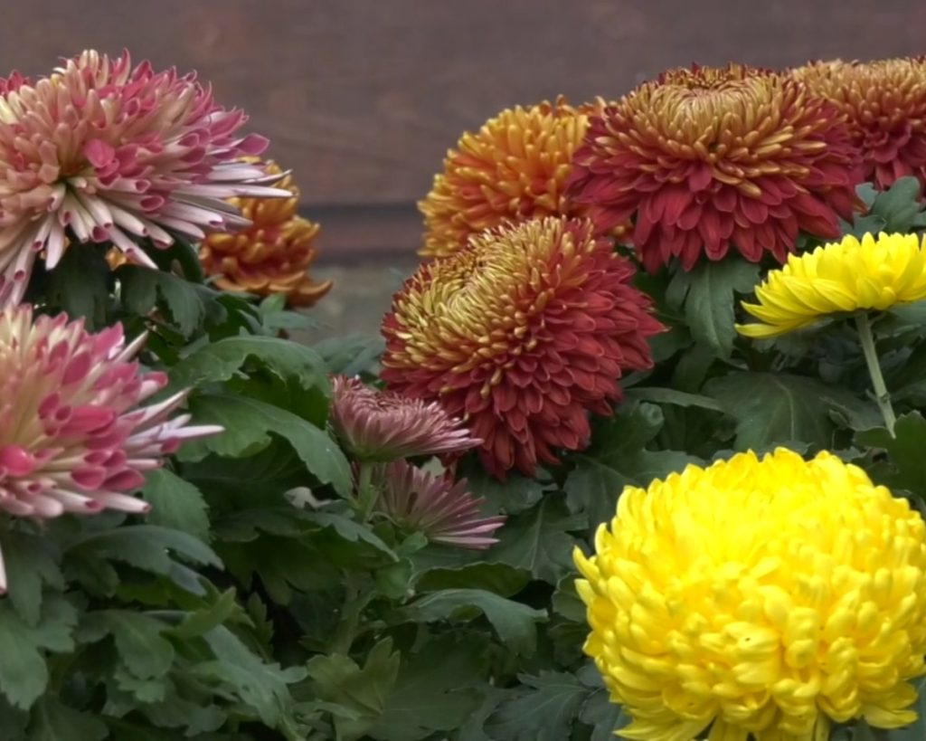 Hrizantema (Chrysanthemum) Najlepše jesenje višegodišnje cveće za dvorište