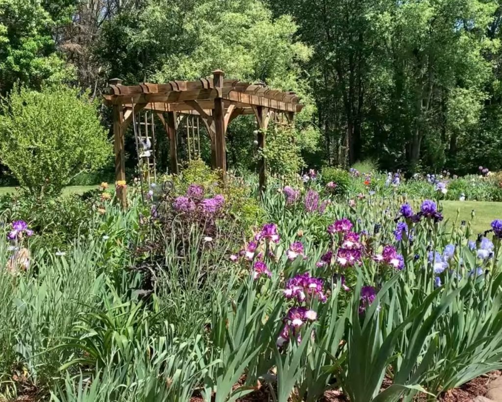 Iris (Iris spp.) Višegodišnje cveće za staze i leje