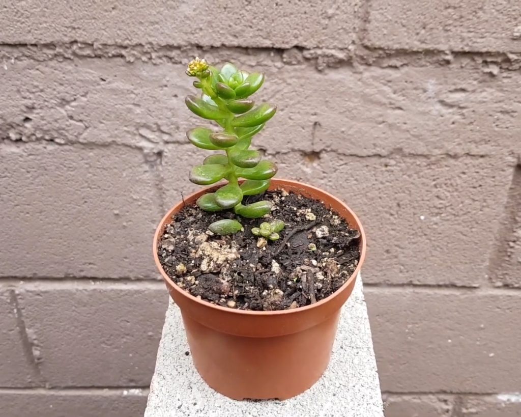 Sedum biljka