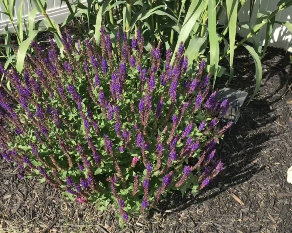 Žalfija Aromatično i ukrasno višegodišnje cveće za dvorište