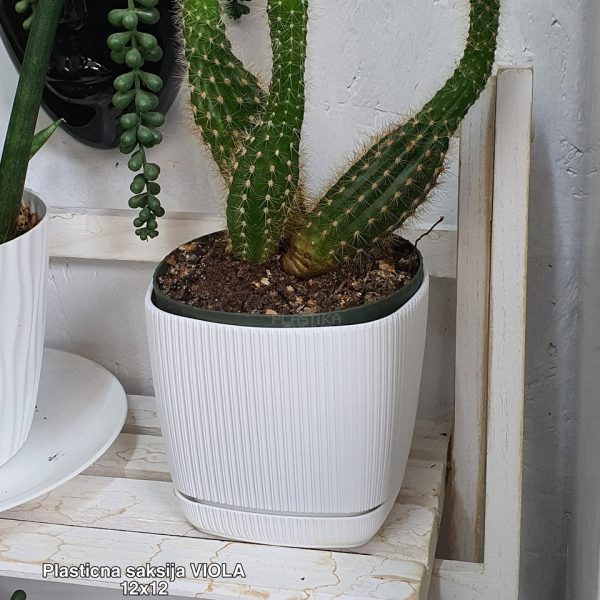 Plasticna saksija Viola 12x12 četvrtasta sa podmetacem