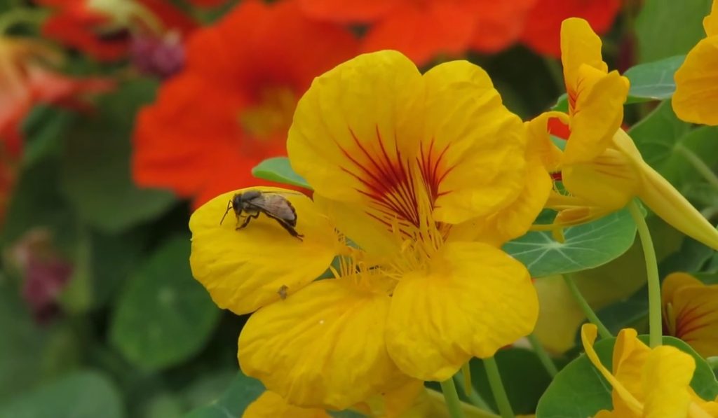 Garden Nasturtium - Dragoljub cvet