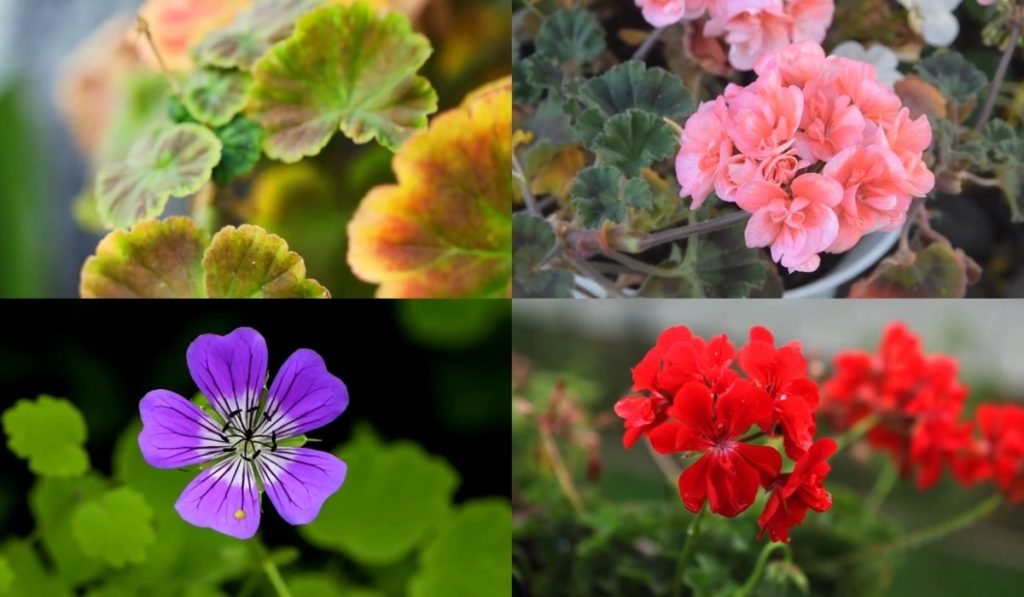 Geranium (muškatla) varijacije