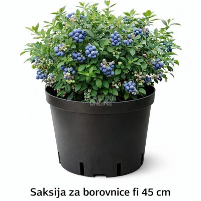 SAKSIJA ZA BOROVNICE FI 45 cm
