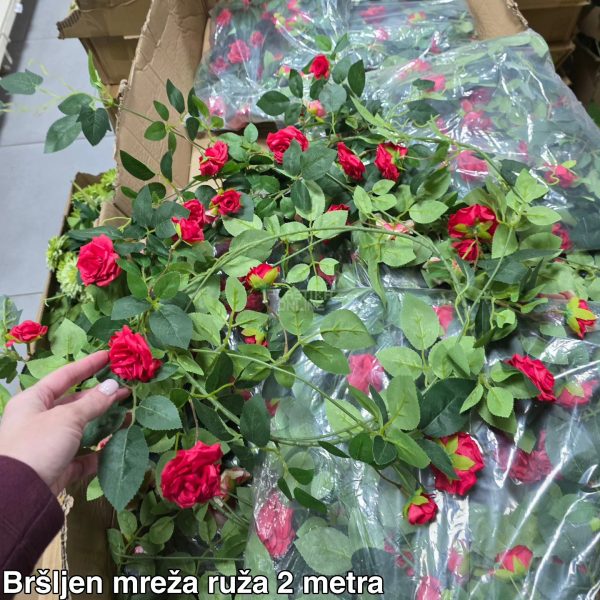 Bršljen mreža crvena ruža 2m 