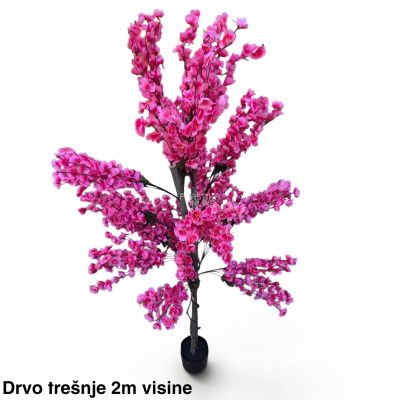Drvo trešnje 2m visine