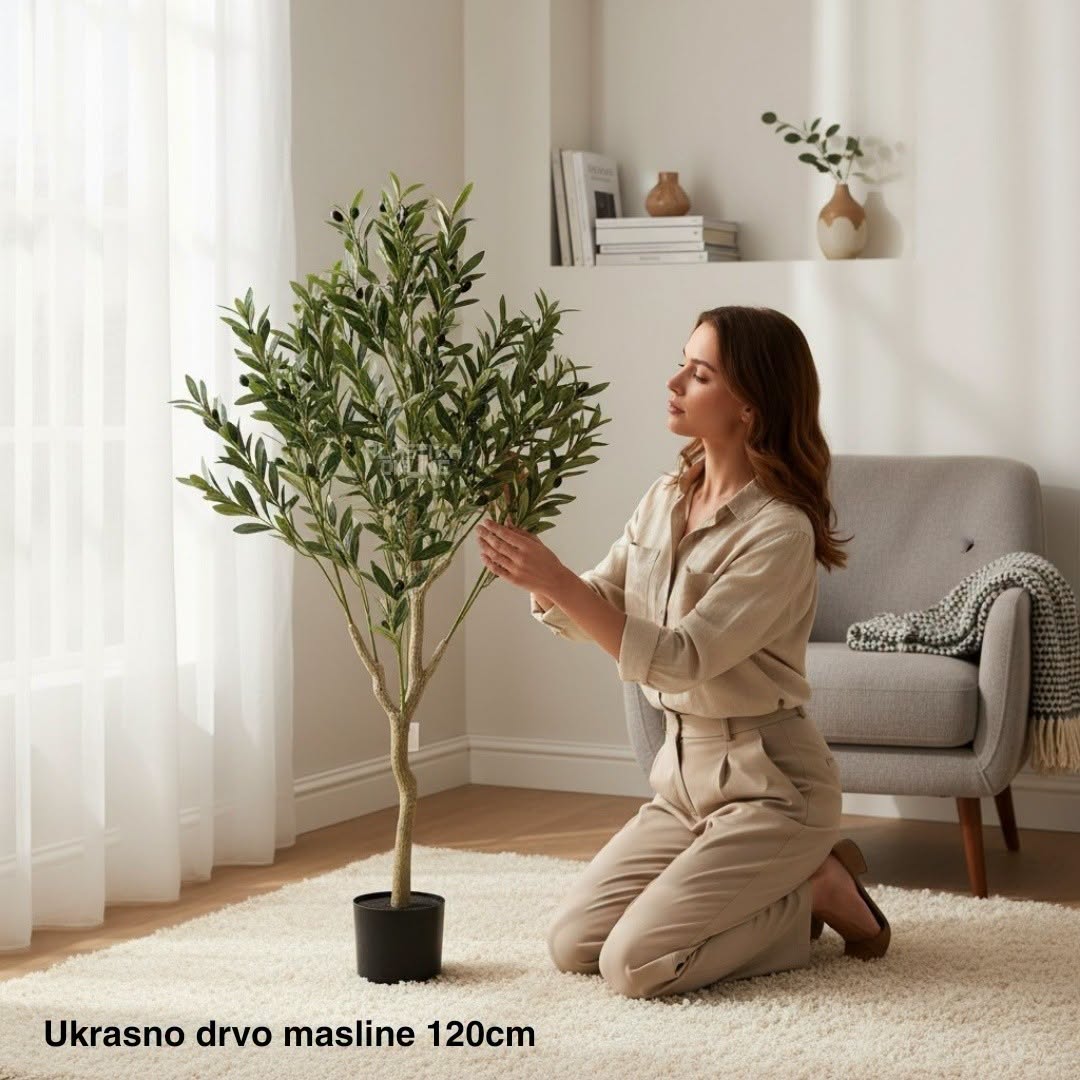 Ukrasno drvo masline 120 cm
