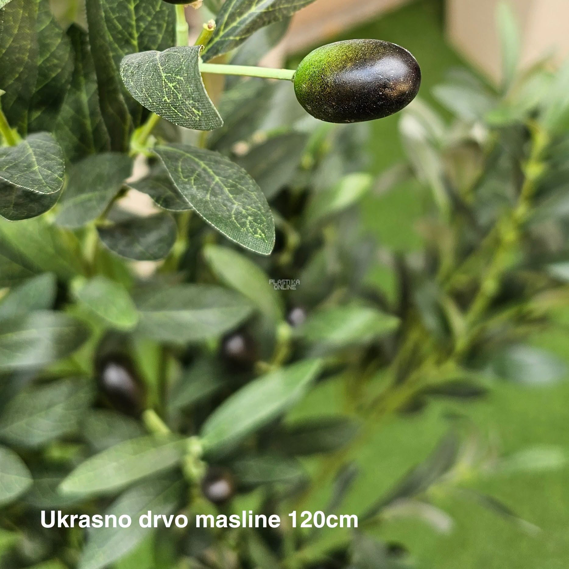 Ukrasno drvo masline 120 cm