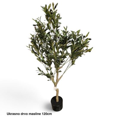 Ukrasno drvo masline 120 cm