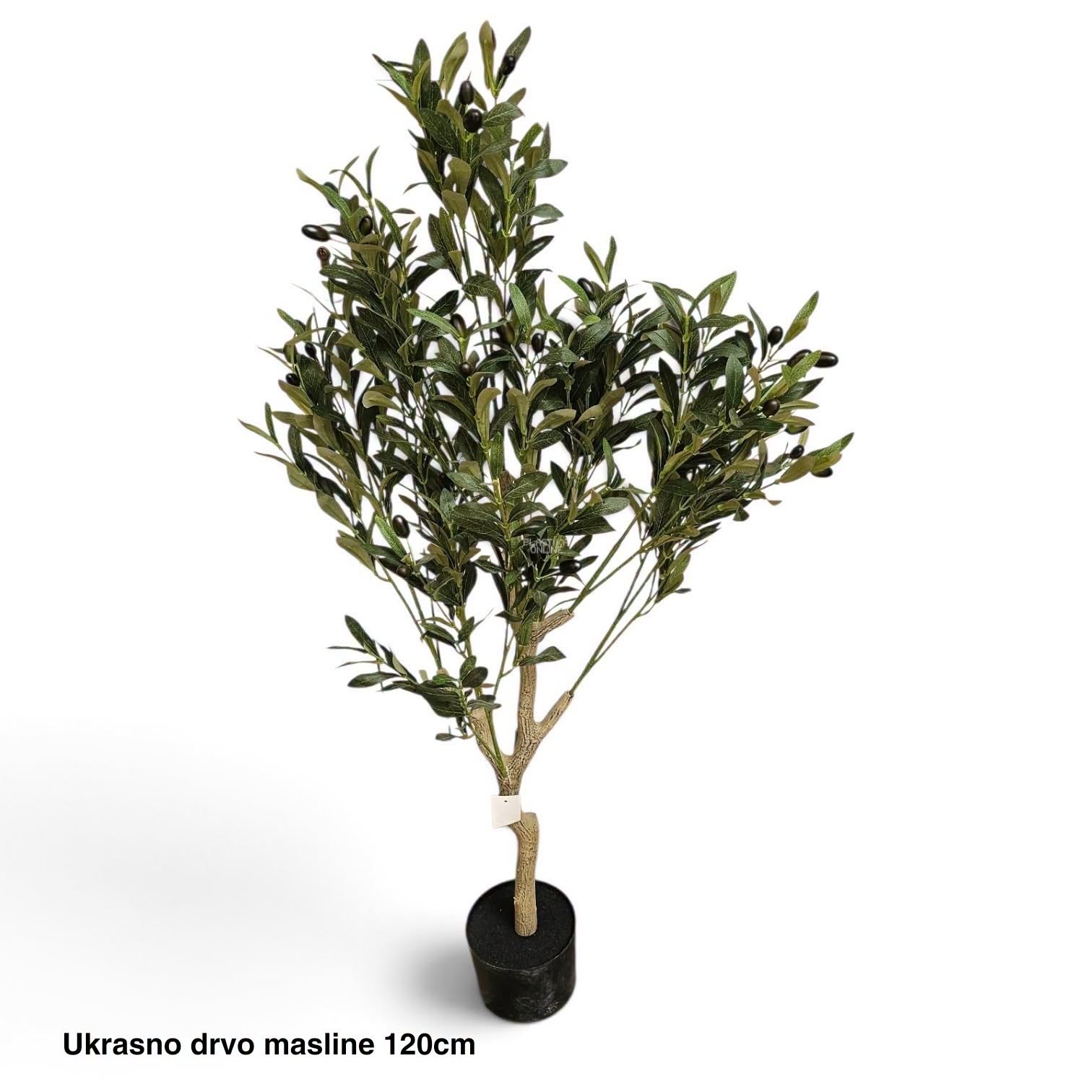 Ukrasno drvo masline 120 cm